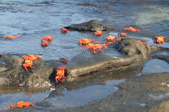 20070806h_JamesPuertoEgas_SallyLightfootCrabs