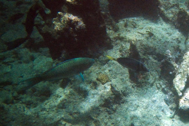 20070806l_U305A_Bartolome_ParrotfishSurgeonfishChocChipStar