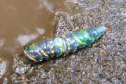 20070725b_MindoCaterpillar1
