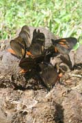 20070727d_MindoDungButterflies