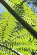 20070730b_QuitoTreeFernLeaves