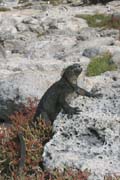 20070731d_SouthPlaza_MarineIguana