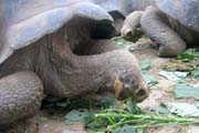 20070801b_SantaCruz_TortoisesEating