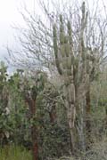 20070801e_SantaCruz_CandelabraCactus