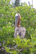 20070801h_SantaCruz_BrownPelican