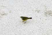 20070802c_EspanolaGardnerBay_YellowWarbler