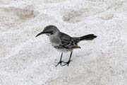 20070802e_EspanolaGardnerBay_HoodMockingbird