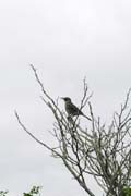 20070802f_EspanolaGardnerBay_SingingMockingbird