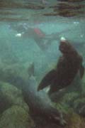 20070802l_U117A_M_Gardner_SeaLions