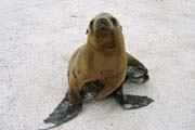 20070802n_EspanolaPuntaSuarez_SeaLionPup