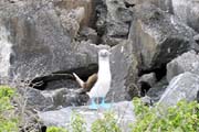 20070802o_EspanolaPuntaSuarez_BlueFootedBooby