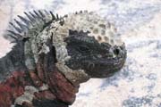 20070802p_EspanolaPuntaSuarez_MarineIguana