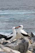 20070802t_EspanolaPuntaSuarez_NazcaBoobyPair