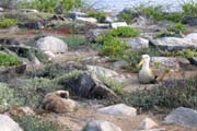 20070802v_EspanolaPuntaSuarez_WavedAlbatrossNests