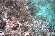 20070803i_U215A_FloreanaDevilsCrown_SeahorseFish