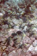 20070803j_U213A_FloreanaDevilsCrown_Surgeonfish