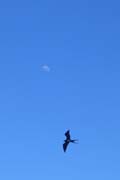 20070804h_IsabelaPuntaMoreno_FrigatebirdMoon_1200x1800