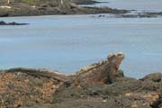 20070804j_IsabelaPuntaMoreno_BigMarineIguana