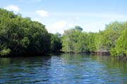20070804r_IsabelaElizabethBay_RedMangroves