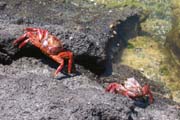 20070805r_FernandinaPuntaEspinosa_SallyLightfootCrabs