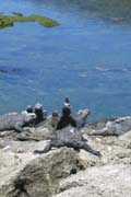 20070805t_FernandinaPuntaEspinosa_IguanaWithLizard