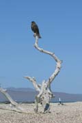 20070805v_FernandinaPuntaEspinosa_GalapagosHawk