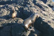 20070806a_JamesPuertoEgas_FurSeaLions