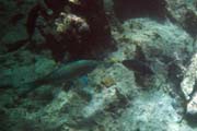 20070806l_U305A_Bartolome_ParrotfishSurgeonfishChocChipStar