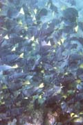 20070806m_U301A_Bartolome_SurgeonfishSchool