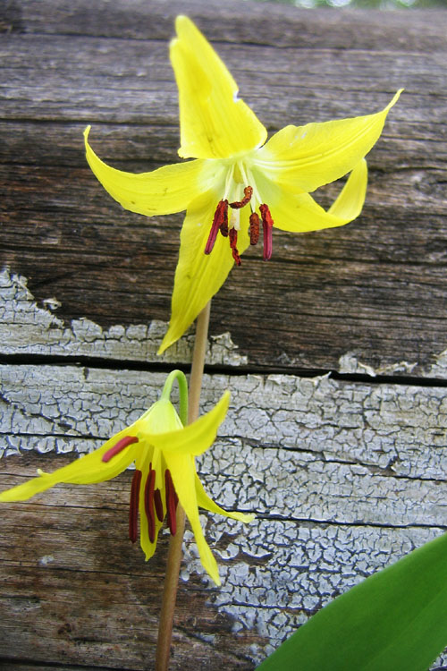 20090604_YellowstoneGlacierLilies