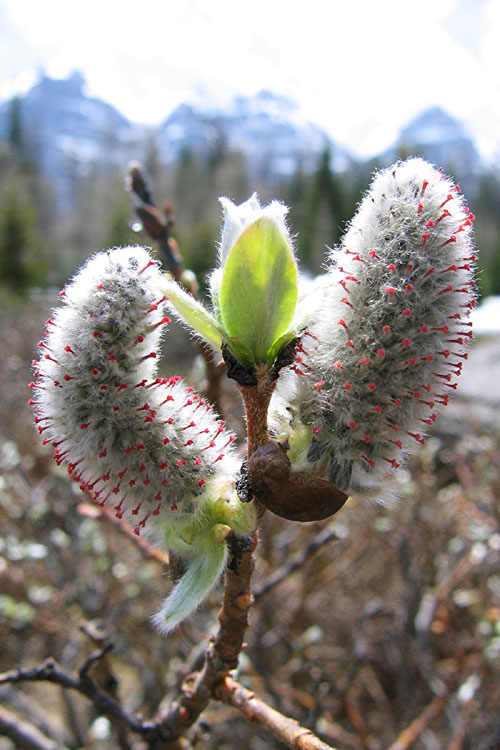 20090613_BanffPussyWillow