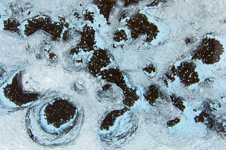 20090615_JasperAthabascaGlacierLife