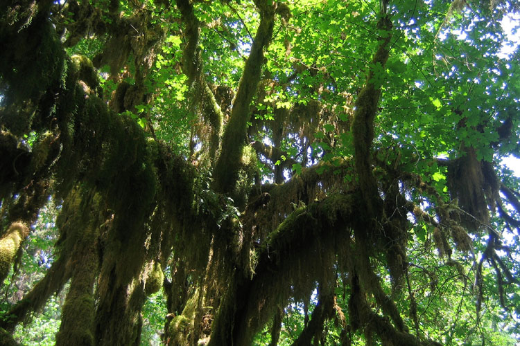 20090623_HohRainforestMoss