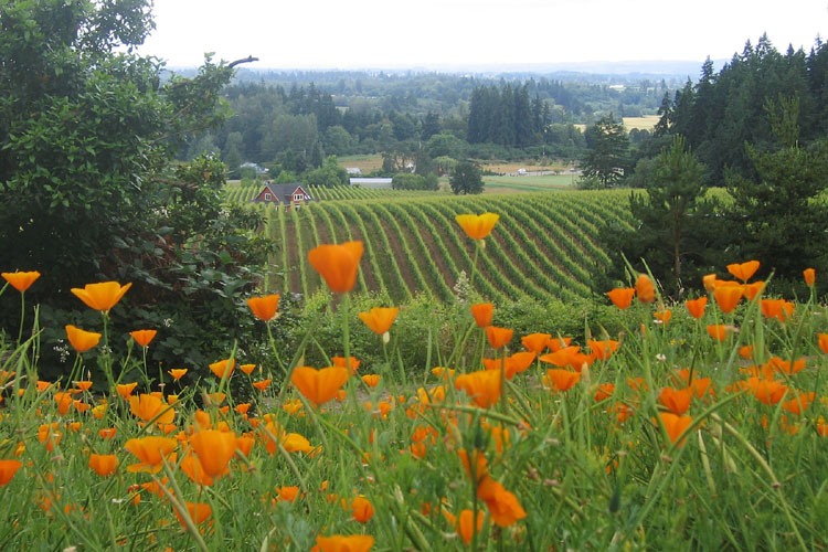 20090625_WillametteValleyVineyard
