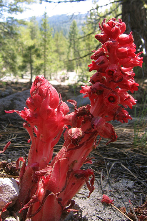 20090627_LassenSnowplant