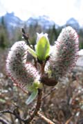 20090613_BanffPussyWillow