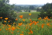 20090625_WillametteValleyVineyard