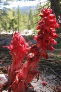 20090627_LassenSnowplant