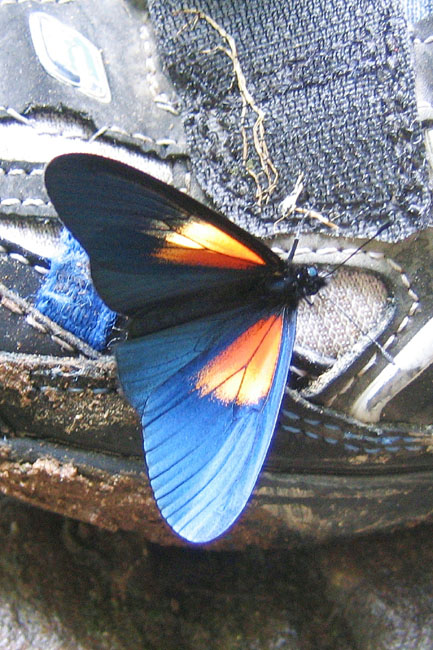 20070725j_ButterflyWild