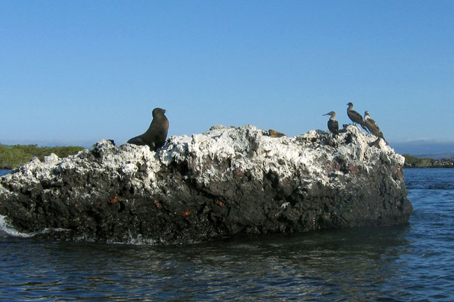 20070804z_IsabelaElizabethBay_WildlifeSampler
