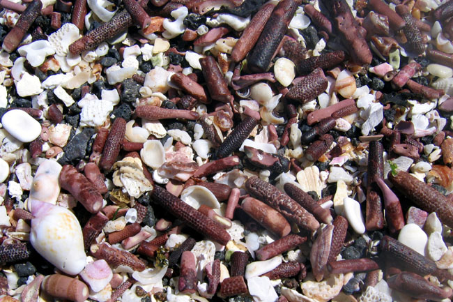 20070805w_FernandinaPuntaEspinosa_ShellGravel