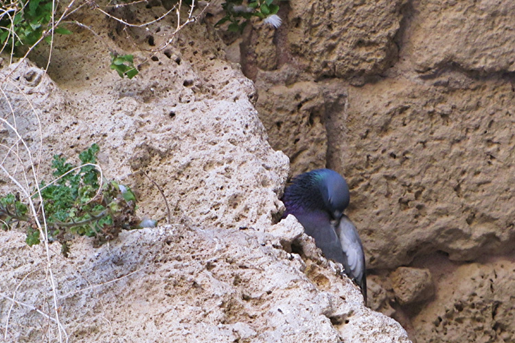 20101227e_AkkoPigeon