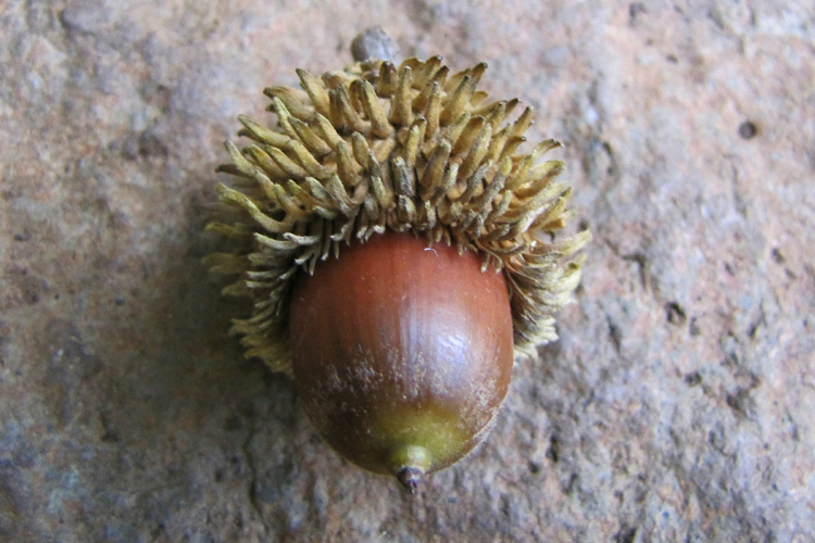 20101228c_BaniasAcorn