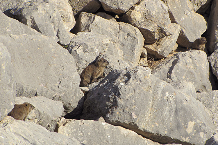 20101228s_FortressHyraxes