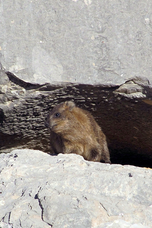 20101228t_FortressHyrax