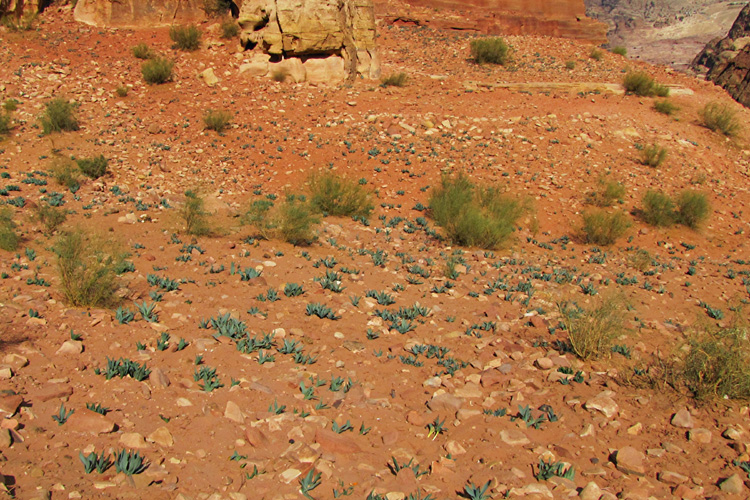 20110103i_PetraWildTulips