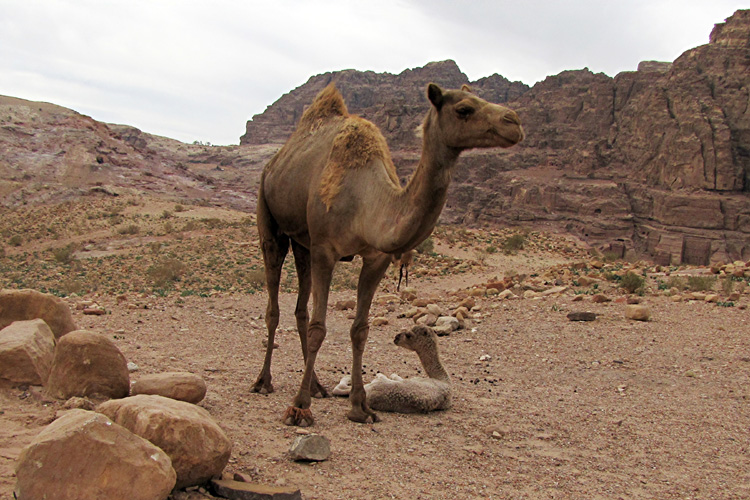 20110103za_PetraCamelBaby