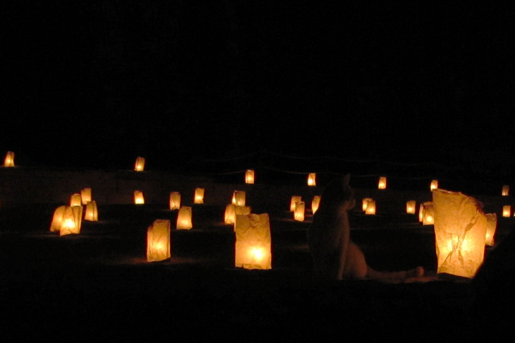 20110103zh_PetraLuminariaCat