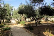 20101221n_GardenOfGethsemane