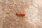 20110103m_PetraVermilionCaterpillar